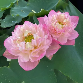 2024 Pink Peach Lotus (Bare Root)