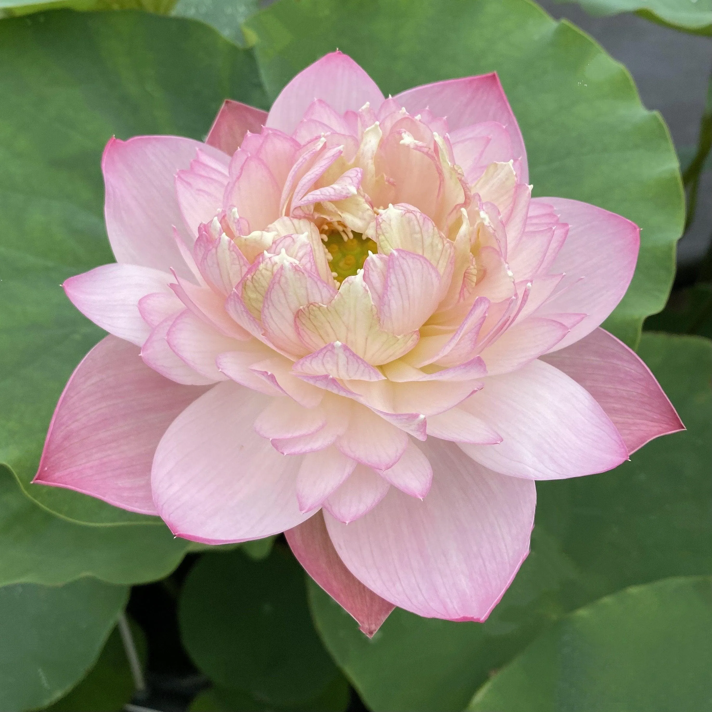 2024 Pink Peach Lotus (Bare Root)