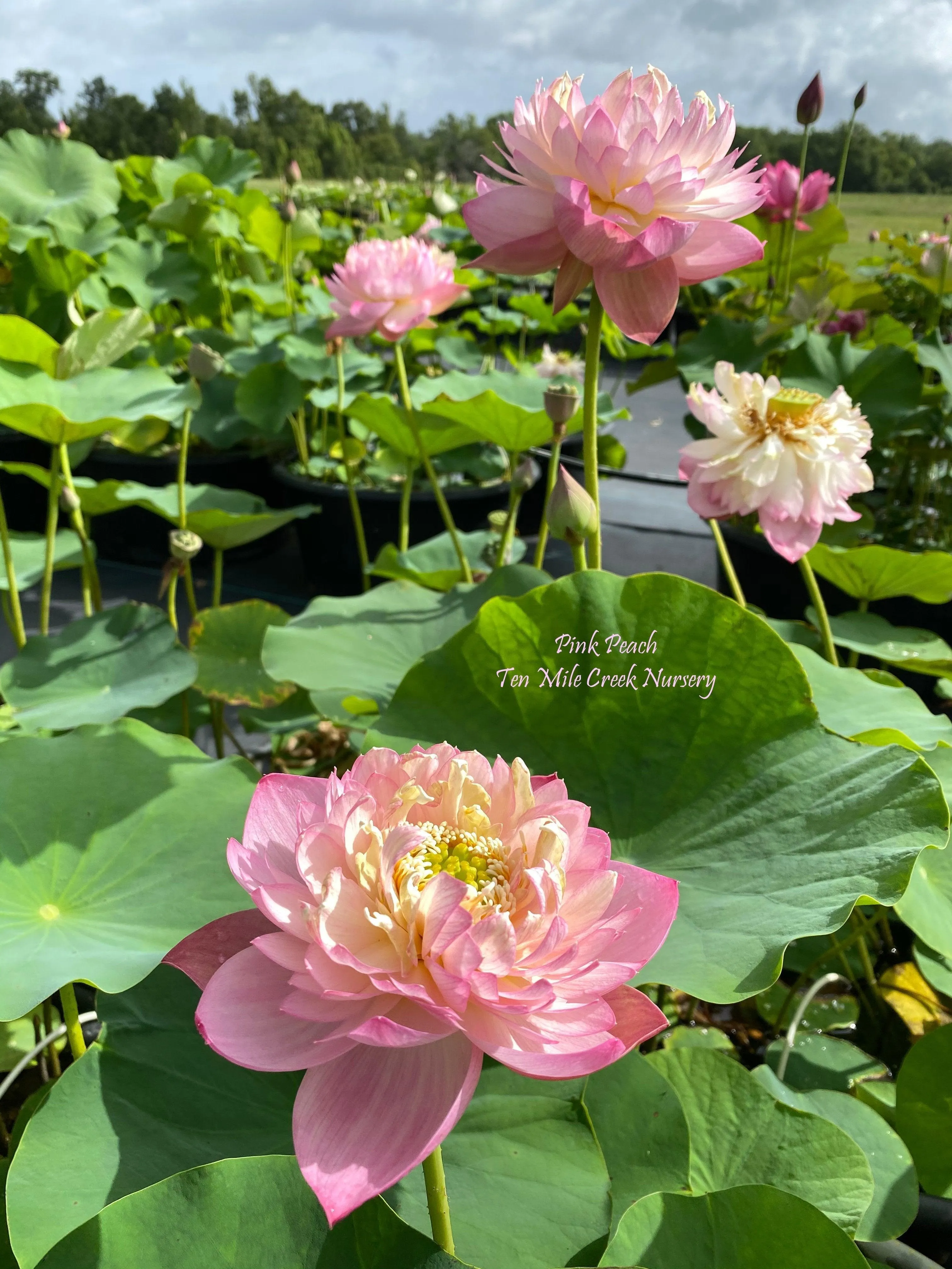 2024 Pink Peach Lotus (Bare Root)