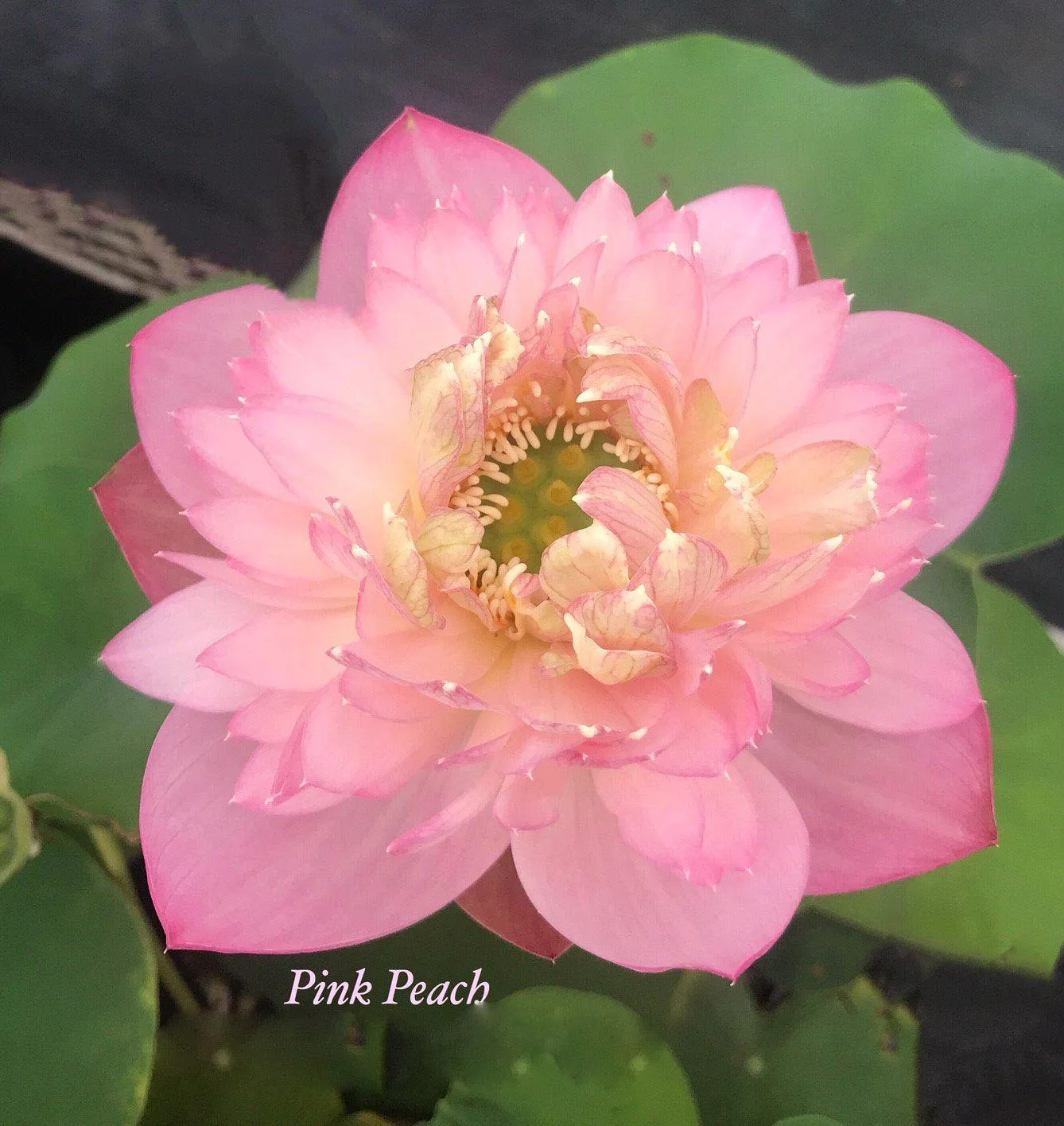 2024 Pink Peach Lotus (Bare Root)