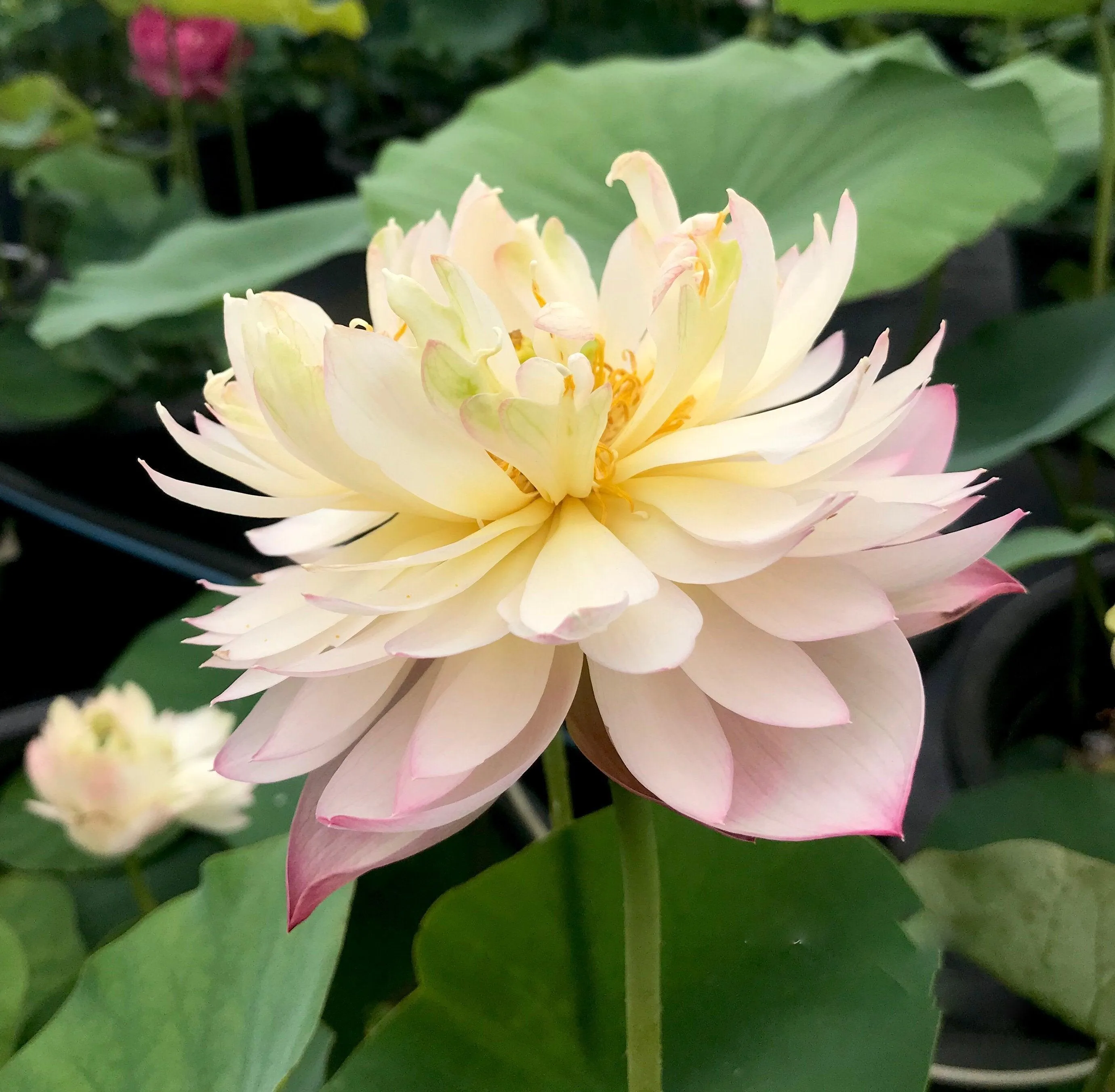 2024 Pink Peach Lotus (Bare Root)