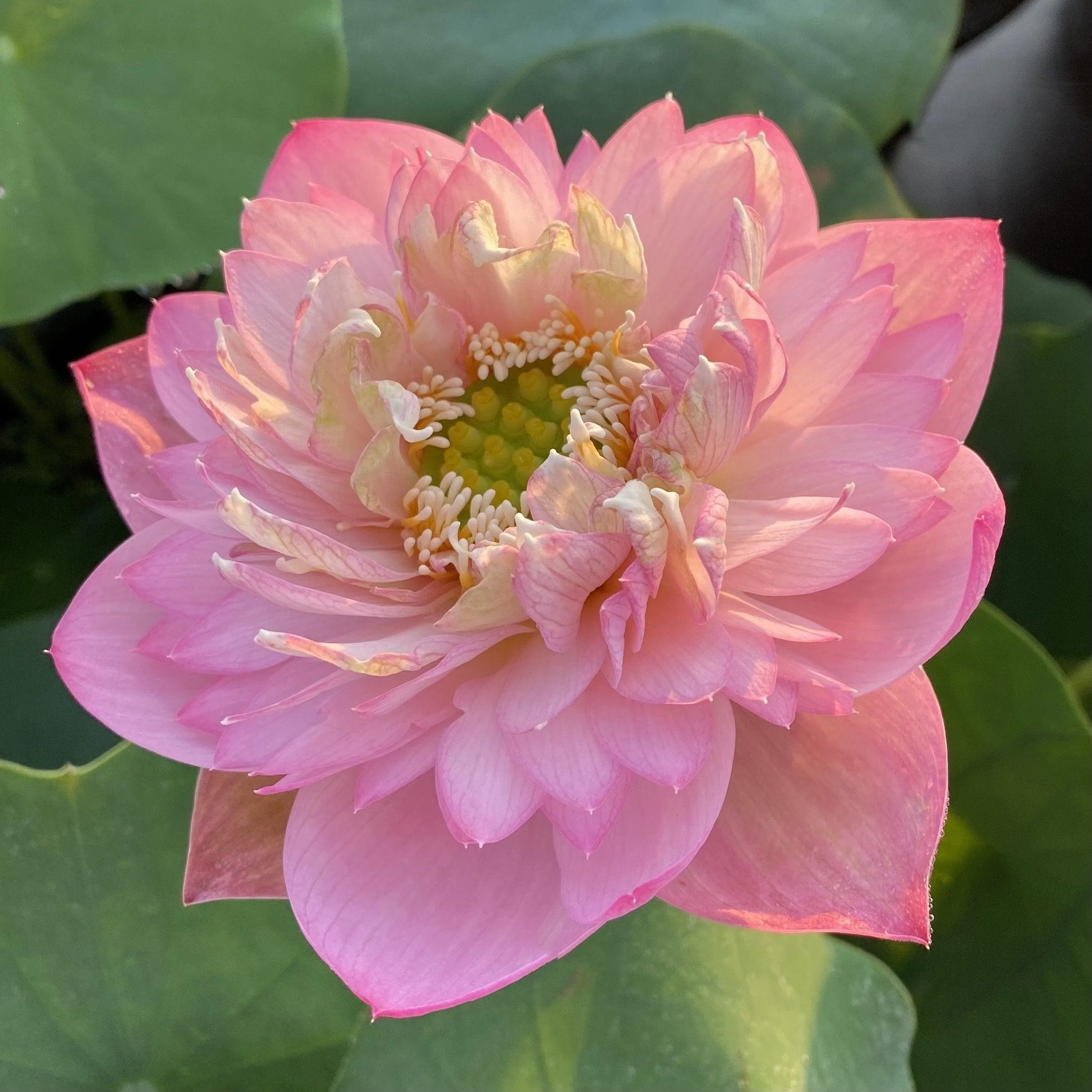 2024 Pink Peach Lotus (Bare Root)