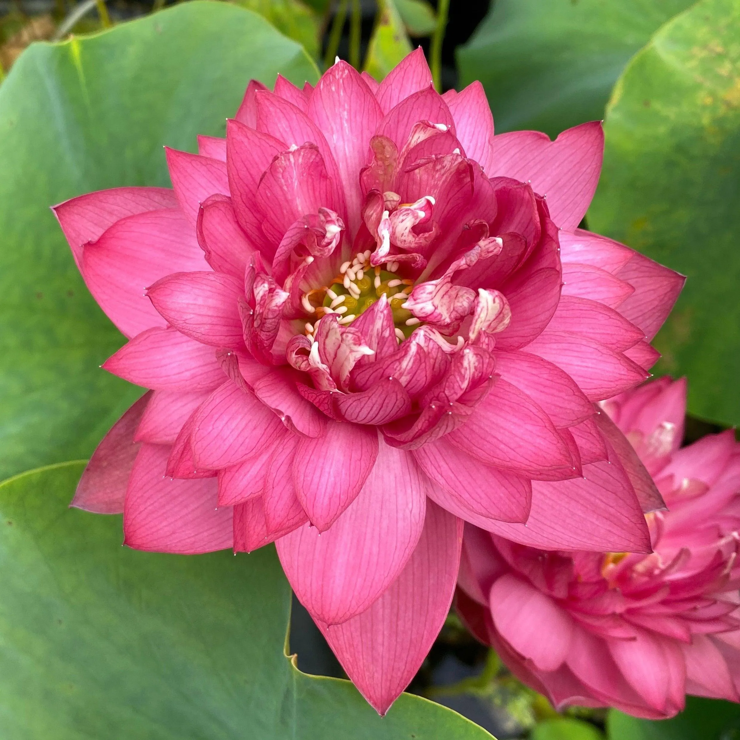 Deepest Loving Lotus (Bare Root)